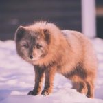 画江湖之不良人真人版:探索江湖中的侠义与阴谋之旅 2y5tb