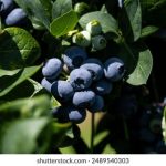 福利吧好孩子看不见,如何正确引导孩子的网络使用 qnv5xfg5j