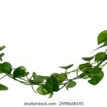 私人影院可以做运动吗:探索私人影院的多功能性与运动体验 rde6y835