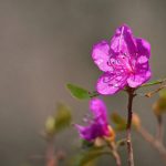 种子下载器安卓:轻松获取高清影视资源的最佳选择 t5m9ukx0d